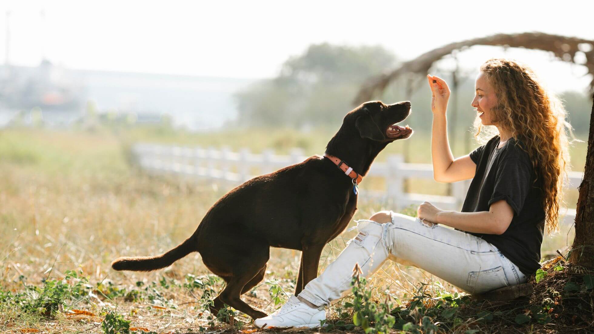 Hundehalterin spielt mit ihrem Labrador im Freien